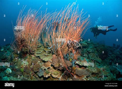  ホイップコラル：水深数百メートルでひっそりと、優雅に揺れる生き物！