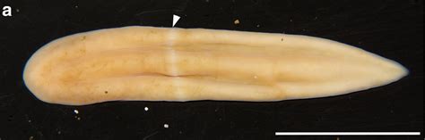   Xenoturbella: A Bizarre Flatworm with No Mouth - Unlocking the Secrets of this Marine Enigma!