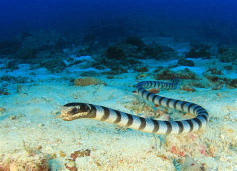  ウミヘビの驚くべき適応力と隠れた魅力！水辺で静かに暮らす、スネークの謎を解き明かす！