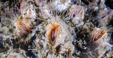  Barnacle: 固着する生き物で、潮の満ち引きとともに生活を繰り広げる奇妙な甲殻類