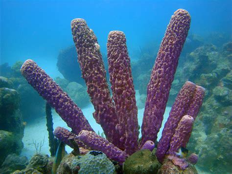  クラウンスポンジ！砂と共存する、海の宝石