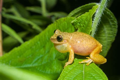  エメラルドツリーカエル、夜行性と樹上生活を兼ね備えた宝石のような両生類！