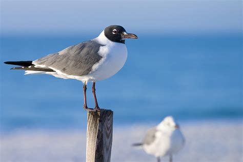   Laughing Gull!  A Bird That Brings Joy to Coastal Shores With Its Melodious Calls