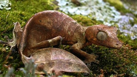  モニター - 驚くべきカモフラージュ能力を持つ、古代から生きる爬虫類！