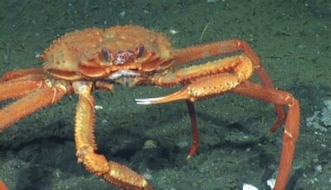  クイーンコブシガニ：海底の宝石箱に隠れた、驚きの外見を持つ甲殻類