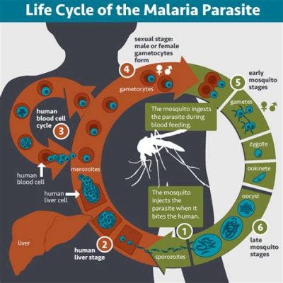  Xiphidiocercaria:  探索するパラサイトの世界、驚きのライフサイクルを明らかに！