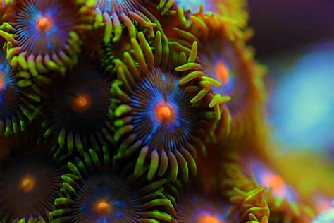  Zoanthid コラルは海の宝石箱の小さな宝石！